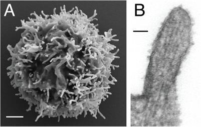 Surfing on Membrane Waves: Microvilli, Curved Membranes, and Immune Signaling